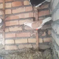 کفتربوم رنگه