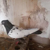 کفتر رنگه|پرنده|گلبهار, نوبهار|دیوار