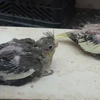 جفت عروس مرتب همراه جوجه