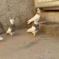 طوقی کرم اجری خال|پرنده|داران, |دیوار