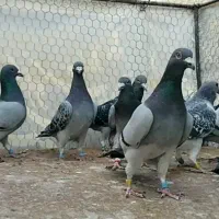 دسته کفتر پلاکی.کفتر.جهرم.