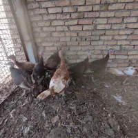 بوقلمون