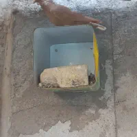 کبوتر