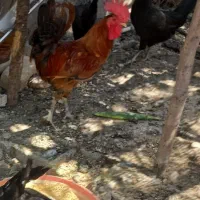 مرغ و خروس مرغ گلین لری