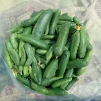 خیار محلی تازه مخصوص خیار شور|خوردنی و آشامیدنی|شیروان (خراسان), |دیوار