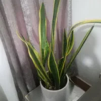 گل طبیعی|گل و گیاه طبیعی|نیشابور, ابراهیمی|دیوار