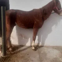 فروش فوری اسب نریان درهشور