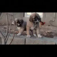 توله پژدر|سگ|دالاهو, |دیوار