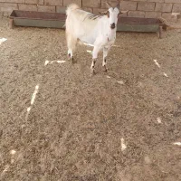 بز آبستن