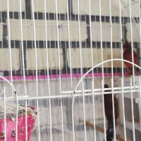 قناری|پرنده|جم, |دیوار