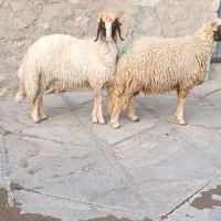 حیوانات مزرعه|حیوانات مزرعه|سرپل ذهاب, |دیوار