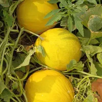 طلای الماس ساکورا درجه یک یک