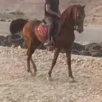 اسب نریان عرب