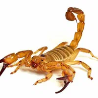 سمپاشی منازل|خدمات نظافت|ایوان, |دیوار