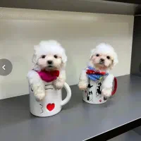 انوا.ع توله سگ سایز تیکاپ|سگ|شیراز, پانصد دستگاه ارتش|دیوار