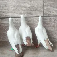 دم زرد و سرخ