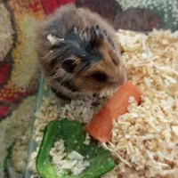 همستر سوری رایگان ریگان