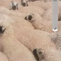 بره نروماده ۵تا به بالا