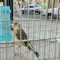 سره قناری نر