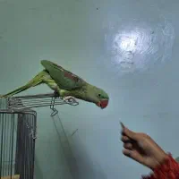 شاه طوطی|پرنده|سراوان, |دیوار