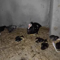 جوجه مرغ|حیوانات مزرعه|رضوانشهر, |دیوار