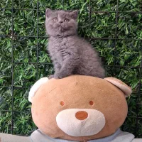 بچه گربه بریتیش بلو خرسی جذاب
