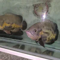 جفت ماهی اسکار|ماهی|مشهد, انقلاب|دیوار