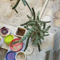 تعدادی گل و گلدان|گل و گیاه طبیعی|شاهین‌شهر, فدک|دیوار