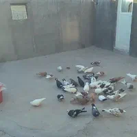 کبوتر کفتر|پرنده|میانه, |دیوار