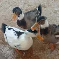 اردک|حیوانات مزرعه|سبزوار, هویزه|دیوار