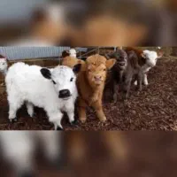 پخش گوشت و آلایش دامی چربی شهله پی وری