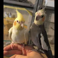 جفت عروس هلندی کار داده