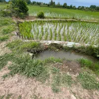 زمین کشاورزی4700m/سنتی/آبرسان قوی/املاک پارسه