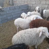 بره.بزغاله.میش چاق فروشی|حیوانات مزرعه|سده (خراسان جنوبی), |دیوار