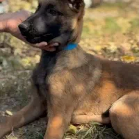 توله نر سه ماه بلژین مالینویز|سگ|قدس, شهر‌قدس|دیوار