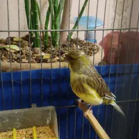 دو عدد گلاستر نر ارجینال ویک عدد ماده کاکلی