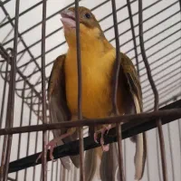 زرد قناری|پرنده|کرمانشاه, |دیوار