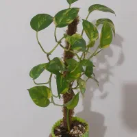 گل پتوس|گل و گیاه طبیعی|رشت, فلسطین|دیوار