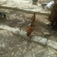 ماکیان اصل لاری