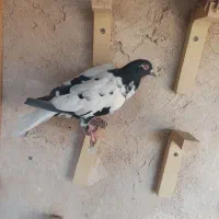 ماده. ابلق  افغانی