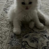 پیشی|گربه|گنبد کاووس, |دیوار