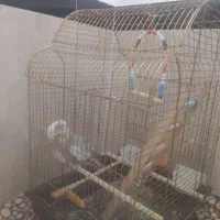 عروس هلندی ماده