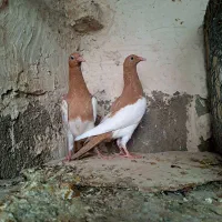 کبوتر یهودی(جوجه)|پرنده|تربت جام, عیدی آباد|دیوار