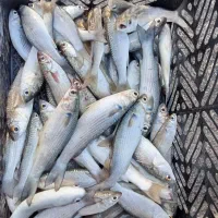 ماهی گاریز و بیاه