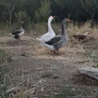 یک عدد قو غاز و دو عدد غاز ماده کاملا طبیعی|حیوانات مزرعه|مشگین شهر, |دیوار