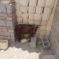 بز و میش فروشی