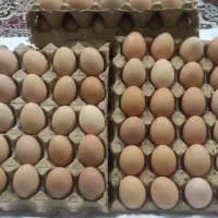 تخم مرغ محلی (تخم مرغ محلی زرده نارنجی)|خوردنی و آشامیدنی|قم, صدوق|دیوار
