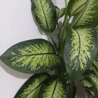 گل دیفن با خیا|گل و گیاه طبیعی|کرمانشاه, |دیوار