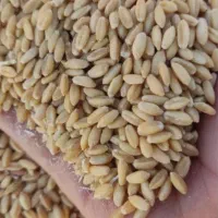 2تن گندم کوهدشت تمیز شده