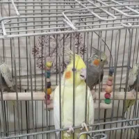 عروس هلندی سخنگو|پرنده|پاکدشت, شهرک امام رضا|دیوار